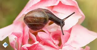 Florida is home to several species of pomacea apple snails including one native species, the florida apple snail, and four exotics native to south america. 5 Tricks For Getting Rid Of Snails Moxie Pest Control