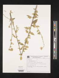 Image result for Sida chrysantha