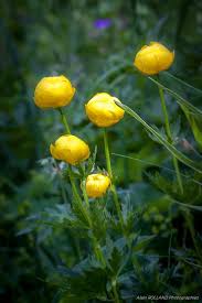 Jump to navigation jump to search. 370 Idee Su Fiori Spontanei Fiori Bellissimi Fiori Piante