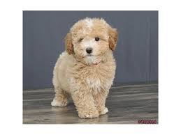 The bich poo (also known as a 'poochon' or 'bichpoo') is a cross between a poodle and a bichon frise, a mix which likely originated in the united states. Bichon Poo Dog Female Cream 2661921 Petland Racine Wi