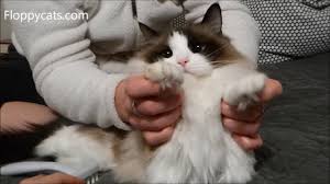 Ragdolls are longhaired cats, so yes. Ez Groomer Cat Shedding Comb For Long Haired Cats And Ragdoll Cat Addie Floppycats Youtube