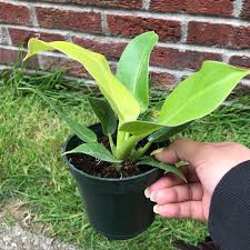 Wayfair.com has been visited by 1m+ users in the past month Philodendron Moonlight Philodendron Moonlight In Gardentags Plant Encyclopedia