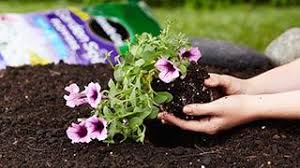 Maybe you would like to learn more about one of these? How Soon Can I Replant After Using Roundup Weed Grass Killer Products