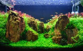 Typically an aquascape aquarium includes fish as well as aquatic plants and hardscape, although it is entirely possible to create an aquascape without fish. A Guide To Aquascaping And Choosing The Right Aquarium Plants By Nt Labs