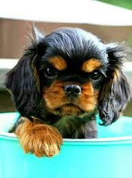 King Cocker Spaniel Black And Brown See More 5 Mind Blowing Facts About Cavalier King Charles Spaniel Cavalierkingcharles Cavalier Puppy King Charles Cavalier Spaniel Puppy Cavalier King Charles