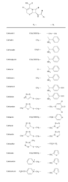 Cephalosporin Wikipedia