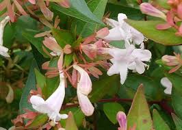 Image result for Isoglossa grandiflora