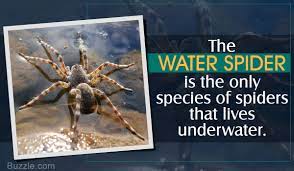How long can a spider live without water? Things You Might Not Know About Water Spiders Animal Sake