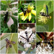 Image result for Croton polytrichus