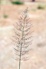 Image result for Sporobolus coromandelianus