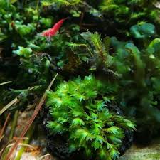 K Water Plant Bucephalandra Bucephalandra Instagram Photos And Videos Water Plants Plants Bucephalandra