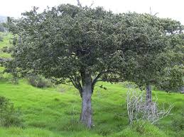 Image result for Streblus