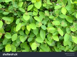 Image result for Flueggea