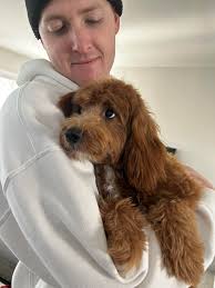 Found this pretty girl in Austin Meadows this morning. Very friendly!  Skinny starving & wanting to go home! Found Sable Chase & Nelson Circle  Brownsburg, IN 46112