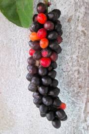 Image result for Antidesma venosum