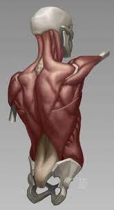 Anatomy of the muscular system. Anatomy Demos Via Pincg Com Body Anatomy Anatomy Reference Anatomy
