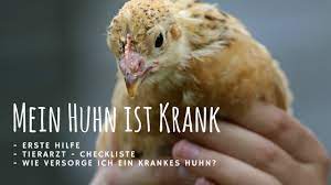 During my time at university, i worked on various design projects and developed a deep understanding of the fundamentals of mechanical. Mein Huhn Ist Krank Was Kann Ich Tun