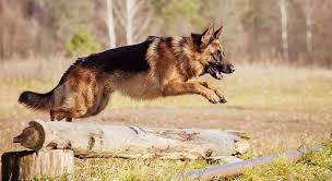 It's pretty simple but this particular slow motion. German Shepherd Dog Gsd Alsatian Breed Info Images Videos Faqs