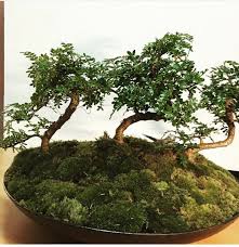 Terrarium From Special Case Terra Kiro 965 607 40 607 Terra Terrarium Succulent Plants Gardening Greenhouse Succulents Plants Greenhouse
