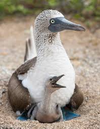 Bird With Blue Feet Galapagos Pin On Birds And Bugs
