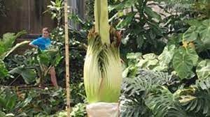 Corpse Flower Expected To Bloom At Garfield Park Conservatory Abc7 Chicago