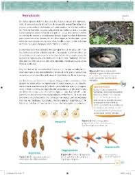 19 de septiembre del 2014. Las Funciones Comunes De Los Seres Vivos Ayuda Para Tu Tarea De Ciencias Y Tecnologia Biologia Sep Secundaria Primero Respuestas Y Explicaciones