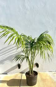 Image result for Howea