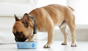 We've made this important decision easy for you by reviewing the top options for puppies and adults. Best Dog Food For French Bulldogs 2020 7 Vet Recommended Brands