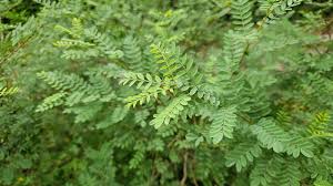 Image result for Indigofera microcarpa