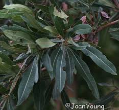 Image result for Terminalia sericea