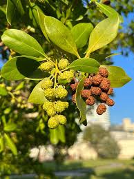 Image result for Conocarpus erectus