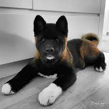 Please Meet Takahiro The Akita Taka Is From Auckland New Zealand And He Is 4 Months Old Akitasofinstagram Akita American Akita Dog Akita Puppies Akita Dog