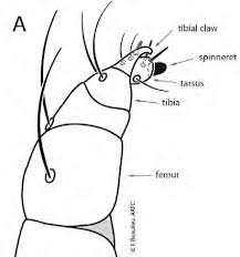 Image result for Tetranychidae grapevine