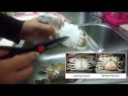 Cara siang ketam dengan betul. Cara Siang Ketam Penyediaannya How To Clean A Crab Youtube