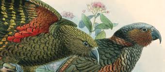 (4k) breathtaking colorful birds of the rainforest 2 wildlife nature film + jungle sounds 90 minutes. Land Birds Overview Te Ara Encyclopedia Of New Zealand