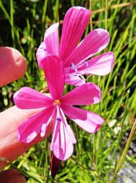 Image result for Gladiolus magnificus