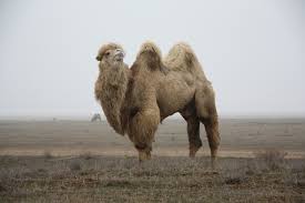 In how long can you go without camels even sweat efficiently. Camel Wool Blanket The Pros And Cons Of Camel Fluff Which Is Better Sheep Or Camel
