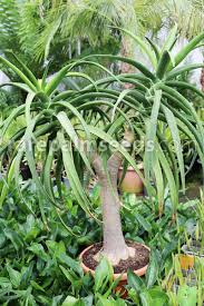 Image result for Aloidendron barberae