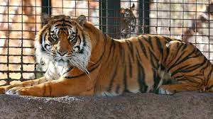 The poem is a tiger in the zoo which is written by leslie norris. Zookeeper On The Mend After Tiger Attack At Kansas Zoo Abc News