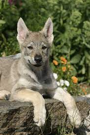 The czechoslovakian wolfdog is a relatively new breed of dog from eastern europe. Tschechoslowakischer Wolfshund Charakter Haltung Herz Fuer Tiere De