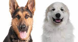 With german shepherd and pyrenees qualities, your great pyrenees german shepherd mix will be celebrated with children of the household. Great Pyrenees German Shepherd Mix A Complete Guide