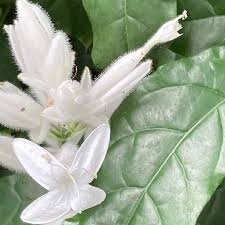 Image result for Whitfieldia