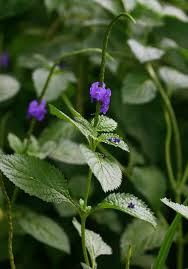 Image result for Stachytarpheta urticifolia