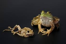 Ribeiroia ondatrae is a parasite in the genus ribeiroia which is believed to be responsible for many of the recent increases in amphibian limb malformations, particularly missing, malformed, and additional. Altered Amphibians Freaky Frog Day High Country News Know The West