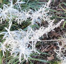 The artemisia valerie finnis selection is more compact, has broader foliage and more showy flowers. Artemisia Silver In Your Flower Garden Tending My Garden