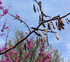 Seed pods, cones, flowers, and fruit are major markers that help in keying out and identifying specific species of tree. The Foraged Foodie How To Identify And Forage Redbud Early Spring Flowers Mid Spring Veggies