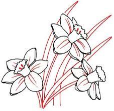How To Draw A Daffodil In 5 Steps Flower Drawing Roses Drawing Flower Doodles
