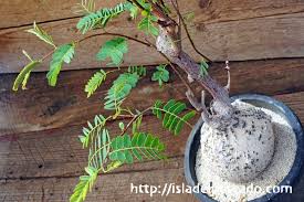 Image result for Elephantorrhiza goetzei
