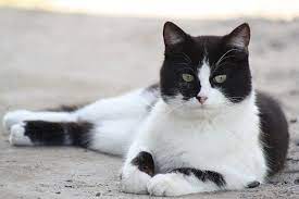 Bermata besar seperti kancang almond serta warnanya yang bervariasi serta kombinasi misalnya putih, hitam, coklat dan tricolour. 7 Fakta Kucing Hitam Putih Menarik Dan Unik