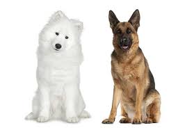 Adopted german shepherd mix puppy not rated yet i recently adopted sadie from a high kill shelter. The Samoyed German Shepherd Mix A Comprehensive Guide With Pictures